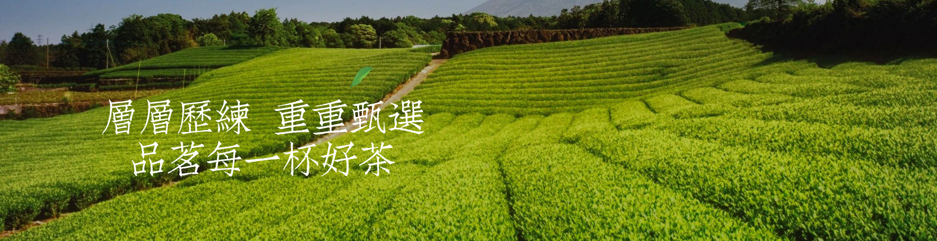 榮譽證書